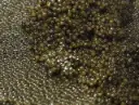 th_caviar_royal_select_pearl_selection_20250625_91289_l.webp